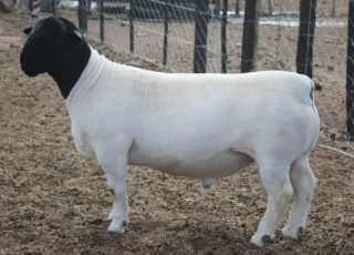 ram2
